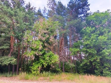 Камін ! Груба ! Свердловина ! Поруч ліс!