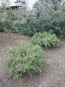 продам дачу С/Т Кристал