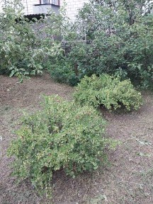 продам дачу С/Т Кристал