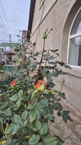 Сдам уютный дом в СОГ Западное, 10 минут от Черноморска