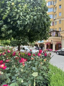 Київська область, Софіївська Борщагівка