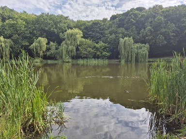 Київська область, Київ, Голосіївський