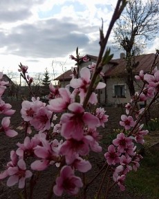 Продаж будинку у В. Березовиця