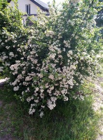 Без % Будинок у Swiss Town