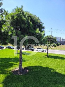 Київська область, Київ, Голосіївський