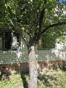 Дача в Березанці, с/т Снов'янка