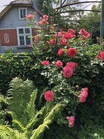 Продається будинок з земельною ділянкою селі Хотимир