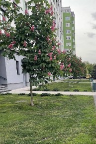 Продаж 2 кім. квартири новобудова ремонт меблі Пасічна