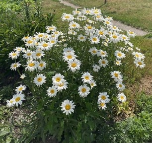 Продам дом Диевка 2