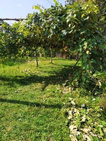 Оренда будинку в Карпатах.