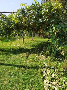 Оренда будинку в Карпатах.