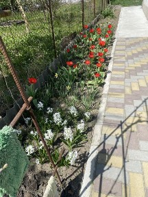 Продається будинок біля лісу.