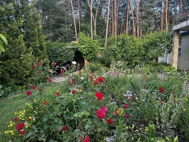 Сосни на ділянці, річка та пляж за воротами. Пошук закінчено!