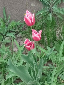 Одесса, Розовая ул., 22 ул