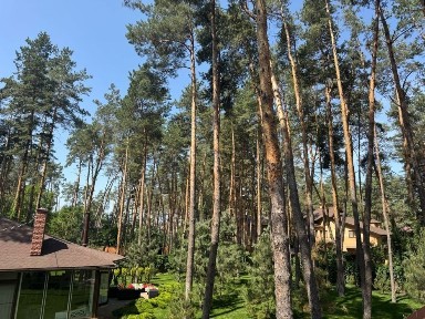Будинок 160 кв. м. у сосновому лісі - с. Піщанка