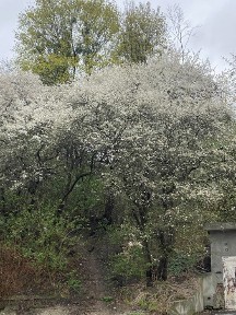 Львівська область, Львів, Галицький