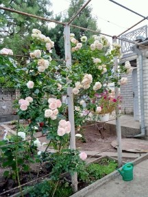 Будинок в центрі Херсона