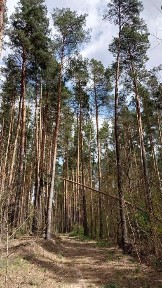 Ділянка з видом на ліс та водойму