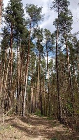 Київська область, Лишня
