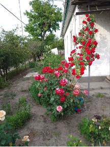 Одеська область, Світле
