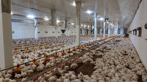 Продам пташники - птахофабріку в Чернівцях потужністю 2,5млн. гол/рік