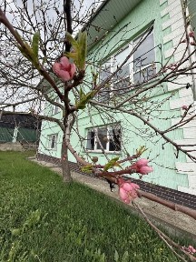 Чернівецька область, Чернівці