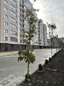 Миколаївська область, Миколаїв, Центральний