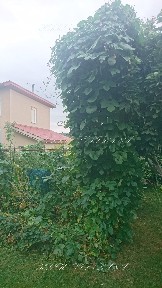 Аренда дома 55 м²