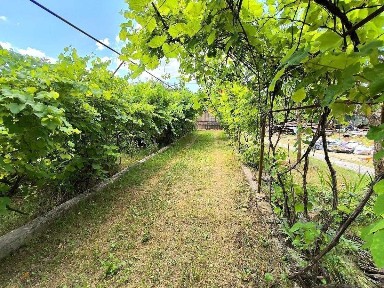 Київська обл., Макарівський район, с. Миколаївка, миколаївська