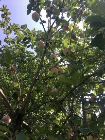 Киевская обл., Бородянский район, с. Пилиповичи