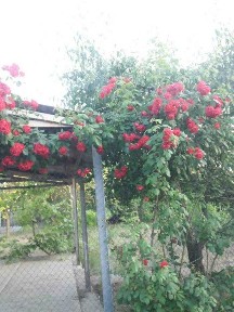 Продам дом в Одессе <a href='/newbuilding/9815/view/kg-suhoi-liman'>Сухой Лиман</a> 25900т торг Срочно
