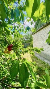 Черкаська область, Черкаси