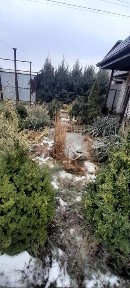 Продам дачу 12 сот Шевченковский р, н