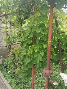 Запорізька область, Запоріжжя, Заводський