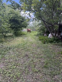Продаж будинку в селі Гущинці Вінницькоі області