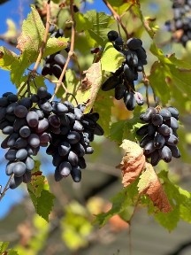 Продам дачу в Кошарах