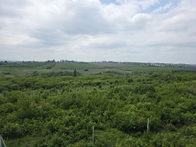 Чернівецька область, Чернівці