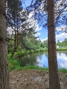 ПРОДАЖ дачі з будиночком, сосновий ліс, озеро.