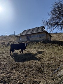 Продається столітній будинок в Карпатах + 0.25 га