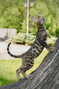 Непривзойдённый Бенгальский котик