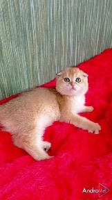 Шикарный вислоухий котик золотая шиншилла