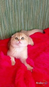 Классный вислоухий котик золотая шиншилла