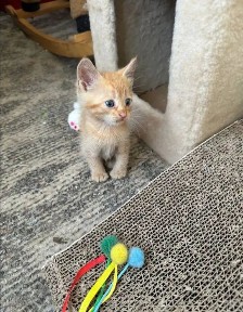 Отдам даром в добрые руки рыжего котенка