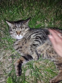 Чия киця? З'явилася в центрі міста. В нашийнику. Можливо хтось загубив?