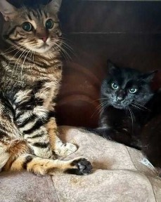 Котики-спинальники шукають свою Людину