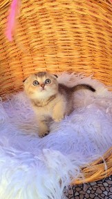 Шикарные котята золотая шиншилла