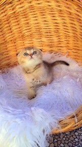 Выбор есть вислоухие и прямоухие