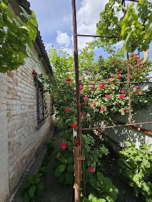 Продам цегляний будинок у житловому стані у с. Новомайське, Криворізький район