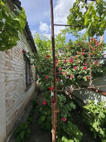 Продам цегляний будинок у житловому стані у с. Новомайське, Криворізький район