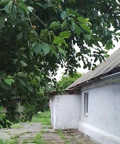 Продам затишний будинок Синельниково, 84 кв. м, 17500, торг